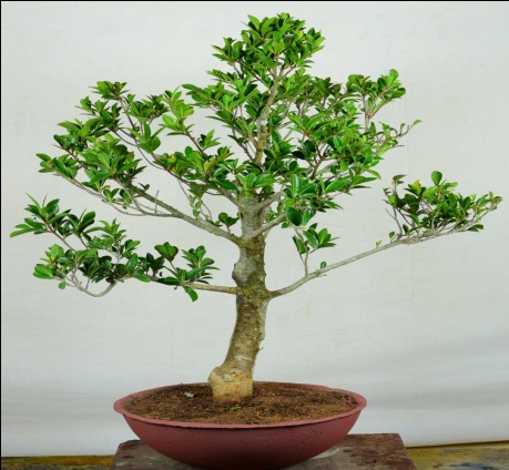 FicusCompacta